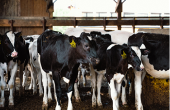 ClintonDairyDigester Flood Farms Cows