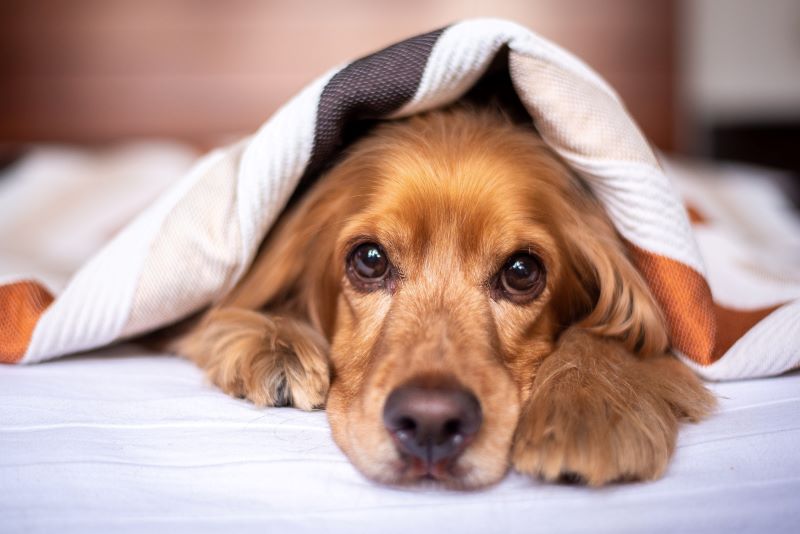 Cocker spaniel under a warm blanket.